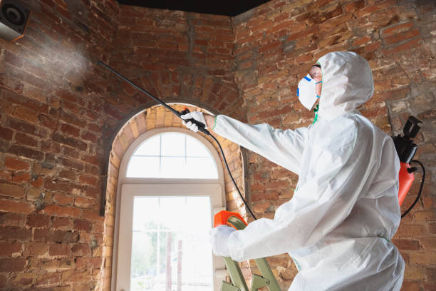 Reliable Hurstbourne Acres, KY Mold Removal Services Solutions